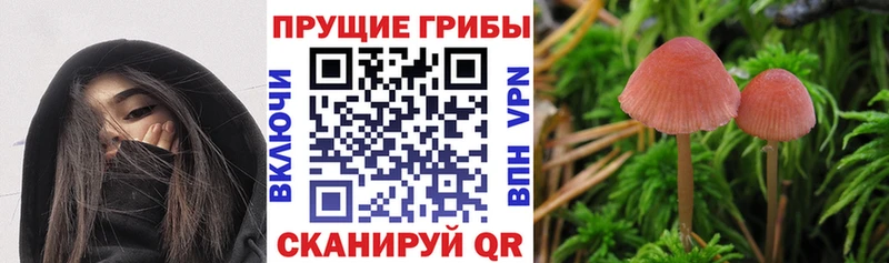 даркнет какой сайт  кракен ТОР  Ядрин  Галлюциногенные грибы Psilocybine cubensis 